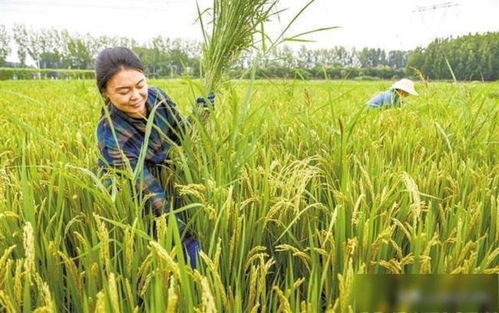 保定效益雙贏 涿州水稻種植歷史、國稻種芯與中國水稻節(jié)的有機(jī)融合